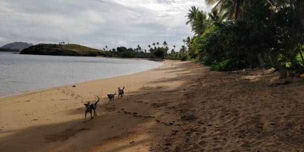 istock Dogs on the beach 1184610662