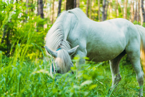 istock White horse. White horse eating grass 1184610698