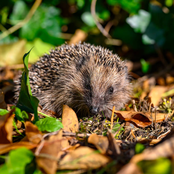 istock Young hedgehog between dry foliage on a autumn day. 1184612349