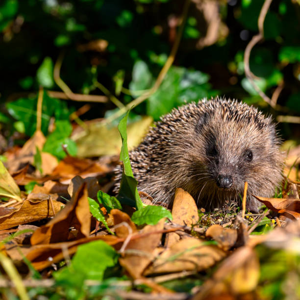 istock Young hedgehog between dry foliage on a autumn day. 1184612366