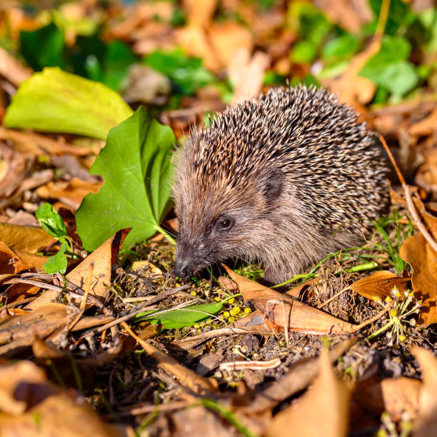 istock Young hedgehog between dry foliage on a autumn day. 1184612383