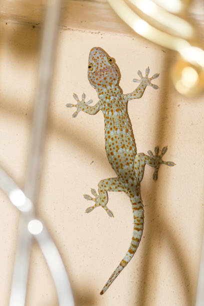 istock Tokay gecko on cement wall 1184612976