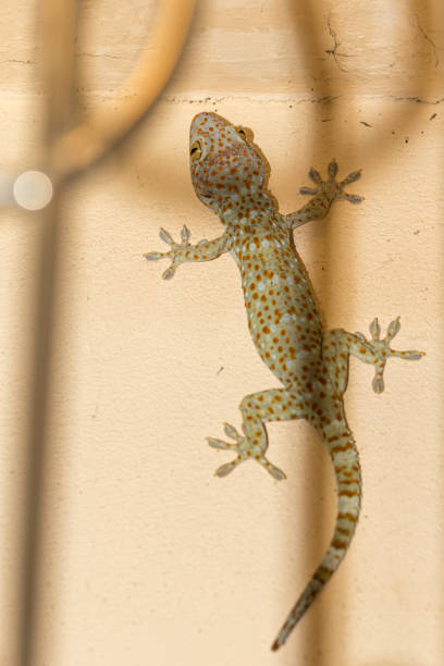 Tokay gecko on cement wall