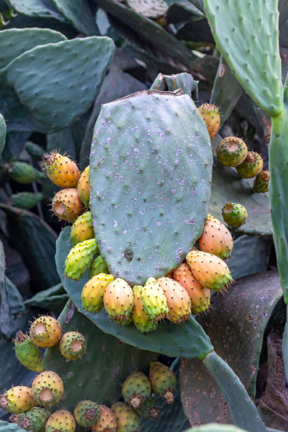 Opuntia ficus-indica, Prickly Pear, Barbary fig, Sabra cactus with fruits Opuntia ficus-indica, Prickly Pear, Barbary fig, Sabra cactus with fruits. Israel opuntia vulgaris stock pictures, royalty-free photos & images