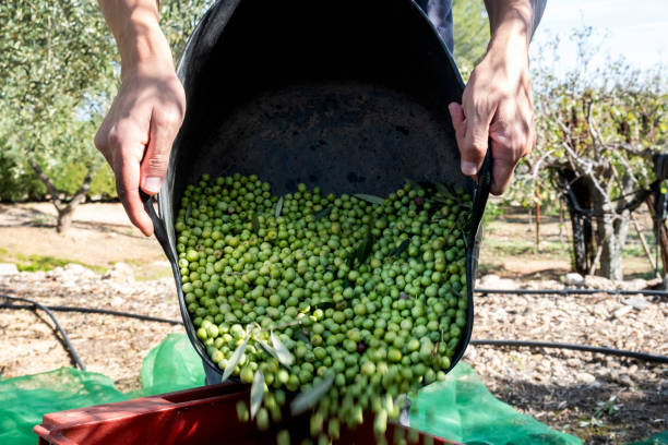 istock man harvesting olives in Spain 1184613336