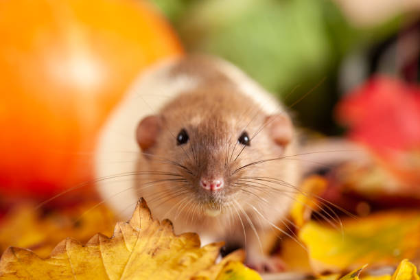 istock Rat sitting on colorful autumn leaves 1184614543