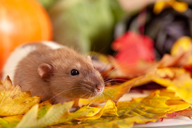 Rat sitting on yellow autumn leaves