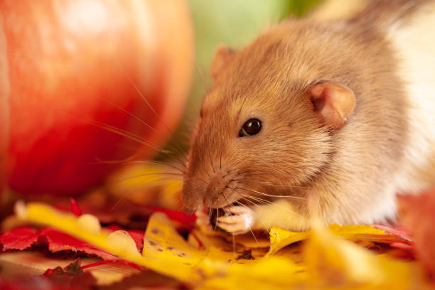 istock Rat sitting on colorful autumn leaves 1184614578