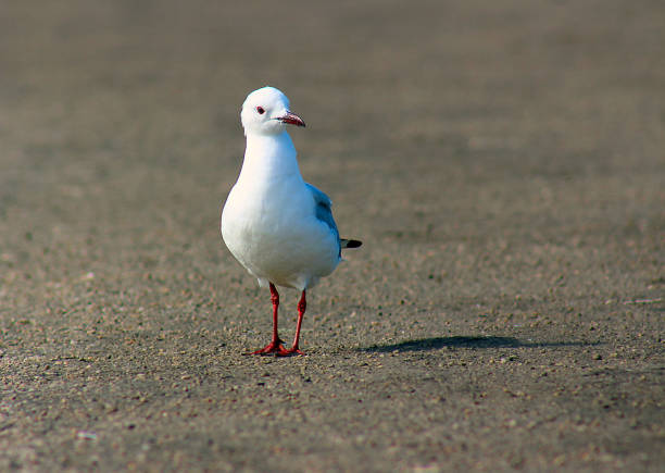 istock King gull sit on a ground. South Africa 1184614721