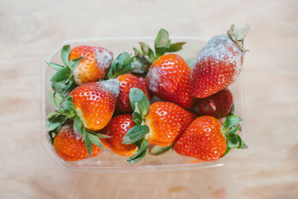 Moldy strawberries in plastic box stock photo