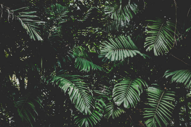 istock Tropical Palm leaves 1184617369