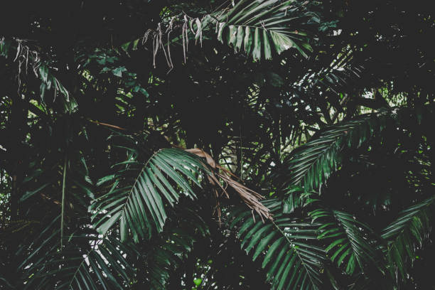 istock Tropical Palm leaves 1184617416