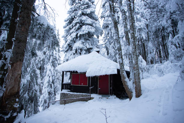 istock Snowy forest in the winter mountains. 1184618128