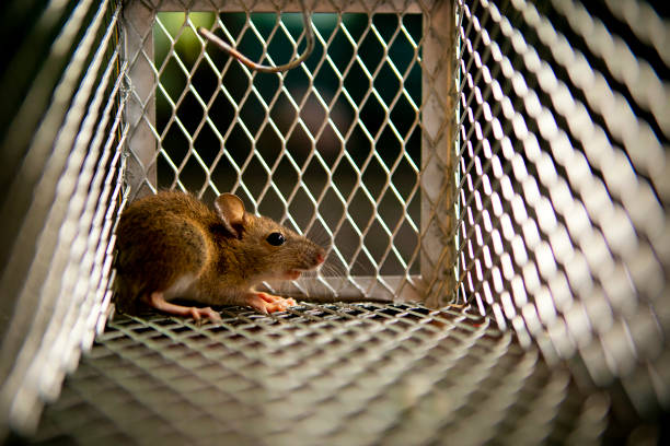little rat traped in mousetrap cage