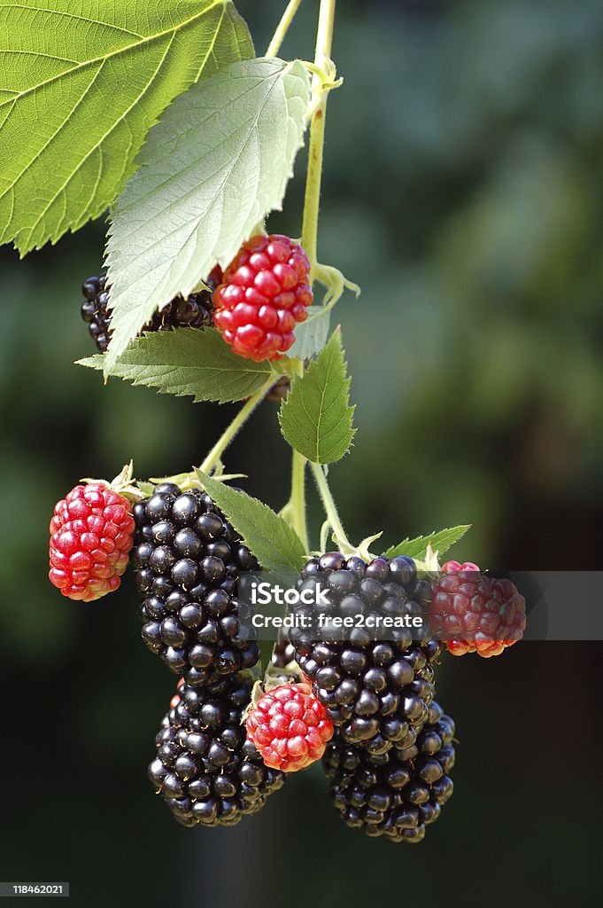 Saborosa verão de amoras - Foto de stock de Alimentação Saudável royalty-free