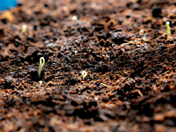 istock Small Trees Just Born from Seeds on The Earth 1184620689