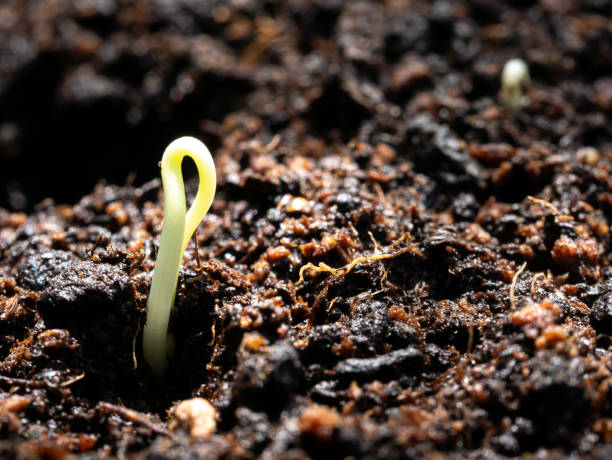 istock Small Trees Just Born from Seeds on The Earth 1184620776