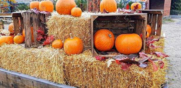 istock Halloween decoration outdoors 1184620796