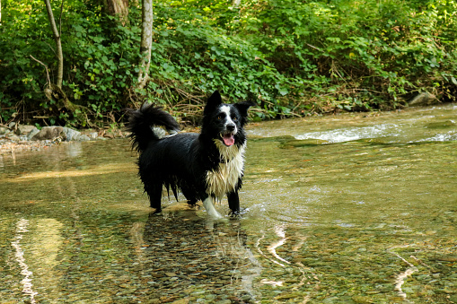 Border collie playing in the river on the path of wonders, animals and nature