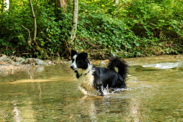 istock Border collie to the river 1184621690