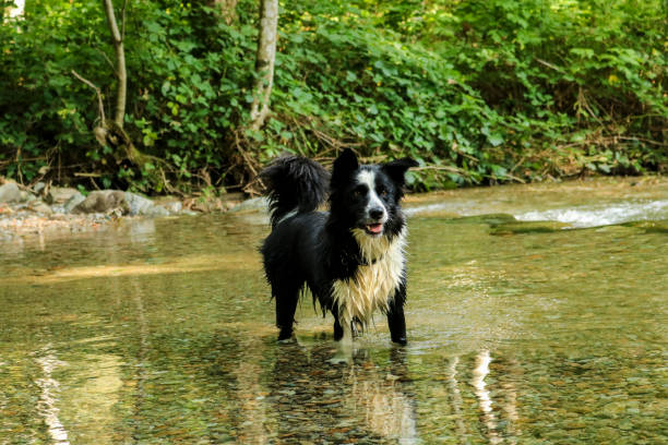istock Border collie to the river 1184621977