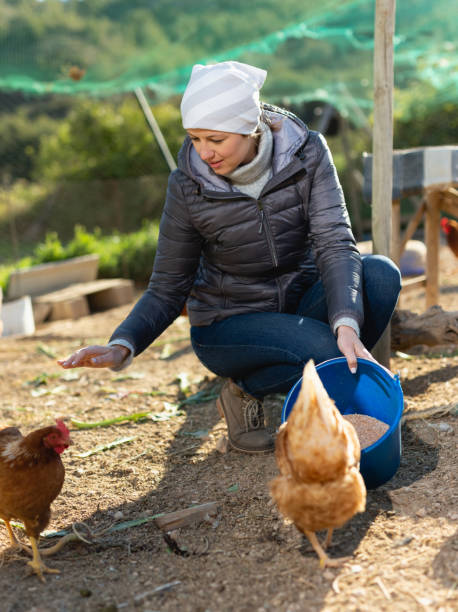 istock Woman feeding domestic hens 1184622087