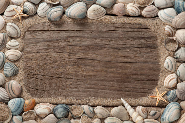 istock Sea shell frame on weathered wood with copy space 1184622198