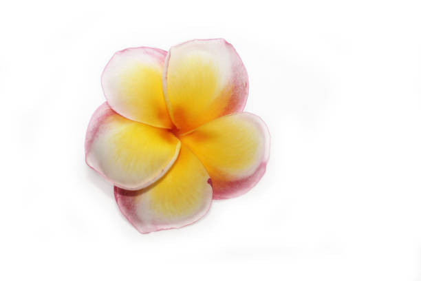 Frangipani Spa Flowers isolated. Bali Plumeria in white background. One red yellow frangipani flower on white board paper background.