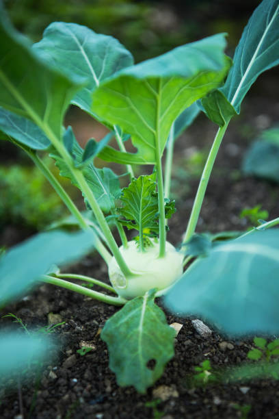 kohlrabi cabbage plant growing, close-up - kohlrabi turnip cultivated vegetable imagens e fotografias de stock