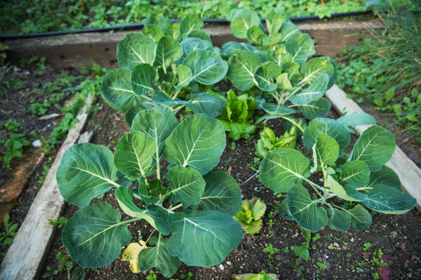 Brussels Sprouts Plants Growing in Garden Bed stock photo