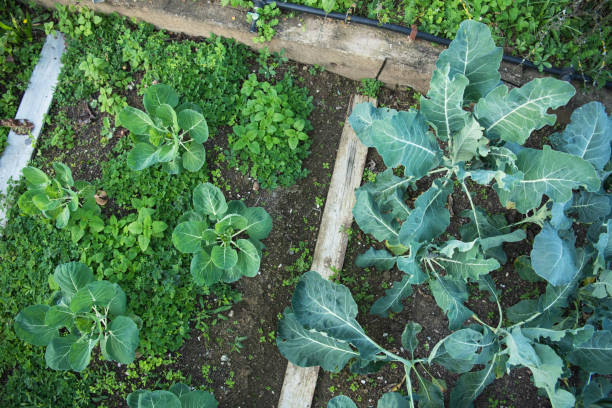 Brussels Sprouts and Broccoli Plants Growing in Garden Bed stock photo