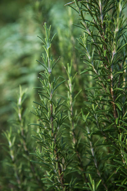 istock Rosemary (Rosmarinus officinalis) Plant 1184623070