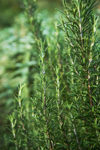 istock Rosemary (Rosmarinus officinalis) Plant 1184623073