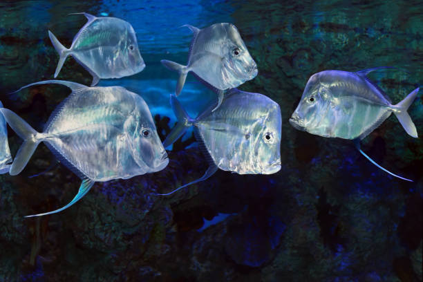 lookdown selene vomer is a salt water marine fish - corcovado imagens e fotografias de stock