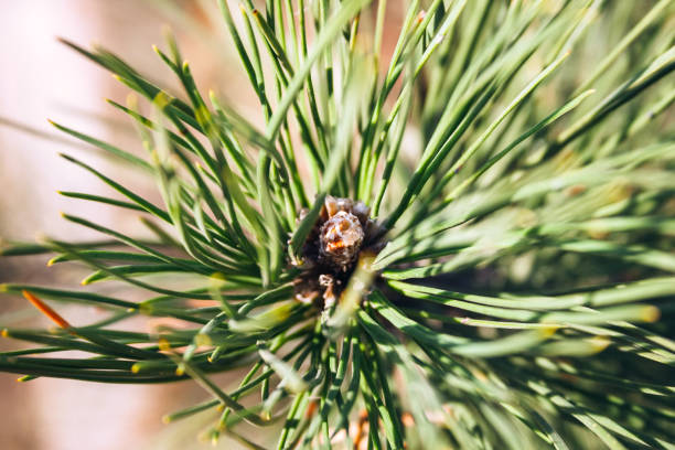 nahaufnahme der pinienknospen unter grünen nadeln unter der warmen untergehenden sonne. makro von schönen zweigen eines immergrünen baumes an einem majestätischen wintertag. selektiver fokus - growth new evergreen tree pine tree stock-fotos und bilder