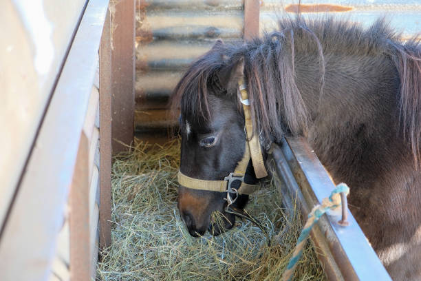 istock little horse or pony eats hay 1184623753