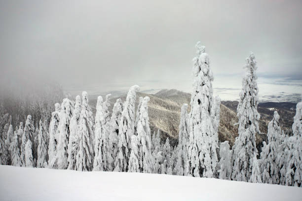 istock Snowy fir trees 1184624819