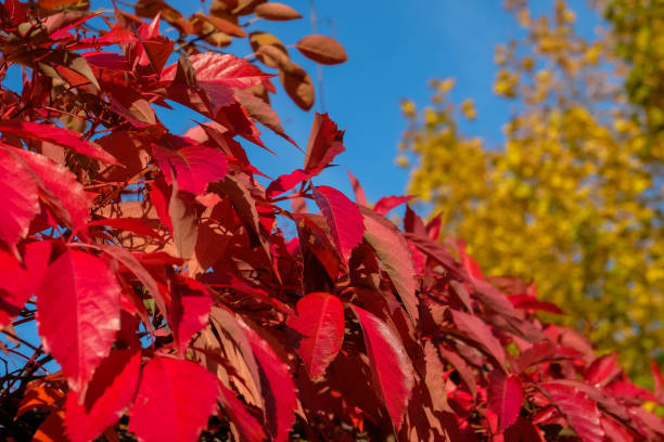 istock red autumn leaves close up 1184624823