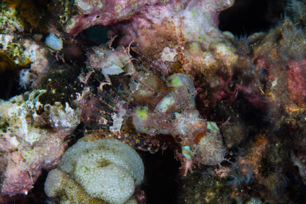 istock Juvenile Scorpionfish in Indonesia 1184624904