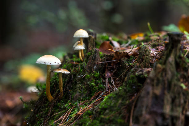 istock fungus on green moss during autumn 1184625010