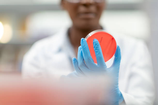 femme retenant un plat de petri vers le haut pour la photo de stock d'examen - petri dish medical research bacterium contagion photos et images de collection