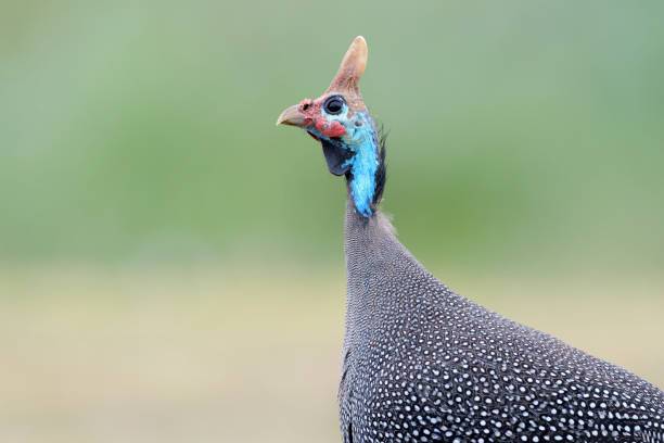 Helmeted guineafowl (Numida meleagris) portrait, Ngorongoro crater national park, Tanzania.