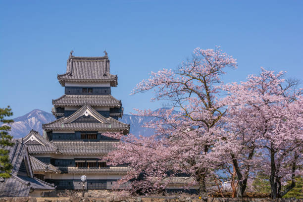 Matsumoto ,Nagano, Japan - April 20, 2019 : View of Matsumoto castle during Cherry Blossom full bloom , Nagano Prefecture, Japan.
