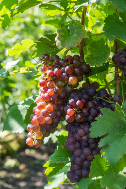 istock Red grapes hang on the grapevine 1184626829