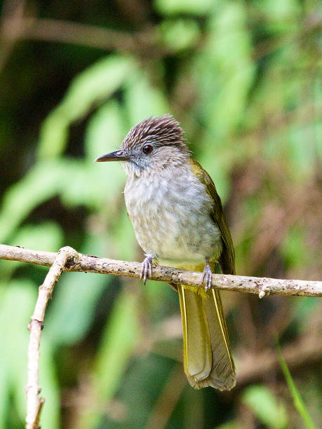 istock A Mountain Bulbul perches in Malaysian rainforest 1184628672