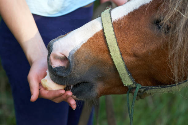istock Feeding a funny pony colt with freshly collected apples outdoors in summer 1184629092