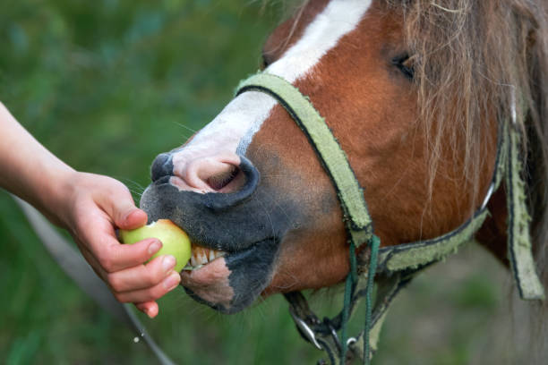 소녀의 손은 갓 수집 된 사과와 재미있는 조랑말 콜트를 먹이 야외 - foal child mare horse 뉴스 사진 이미지