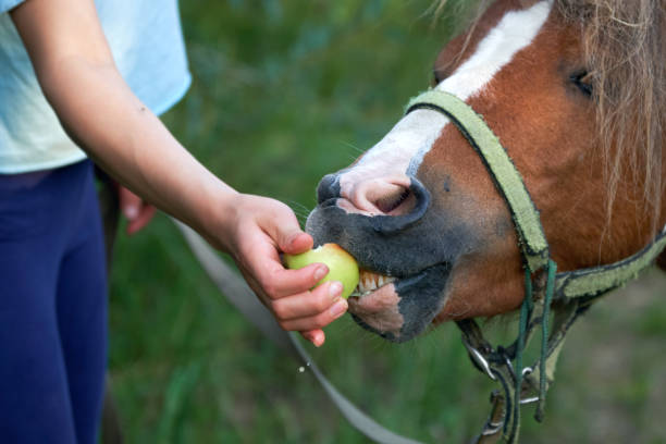 여름에 야외에서 갓 수집 한 사과와 함께 재미있는 조랑말 콜트 먹이기 - foal child mare horse 뉴스 사진 이미지