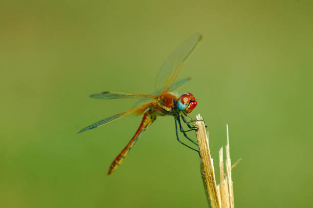 Beautiful red dragonfly on a stem Beautiful red dragonfly on a stem.
Close-up of a red colored male ruddy darter (Sympetrum sanguineum) hanging on vegetation. Resting in sunlight in a meadow. dragonfly photos stock pictures, royalty-free photos & images