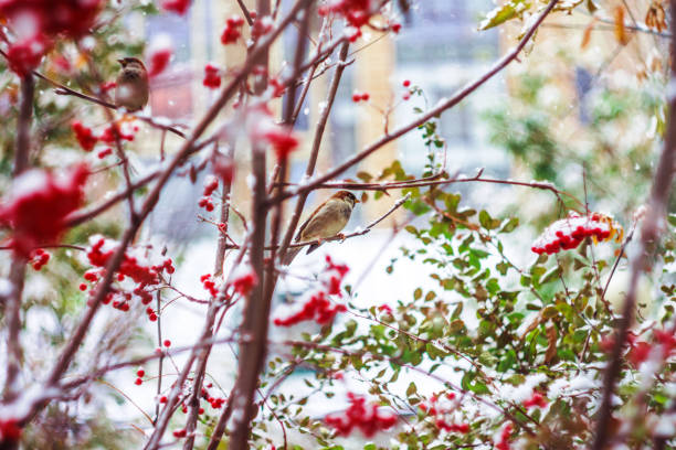 istock sparrow on a rowan branch under the first snow 1184630716